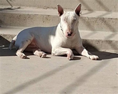 SPUDZ - Bull Terrier available for adoption