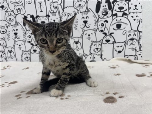 A2290087 - Domestic Short Hair available for adoption