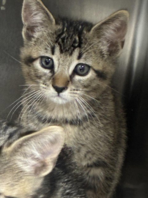 A2296450 - Domestic Short Hair available for adoption