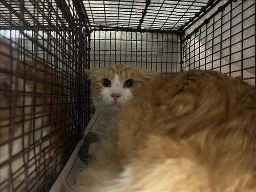 BRONX - Domestic Long Hair available for adoption