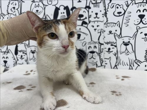A2290091 - Domestic Short Hair available for adoption