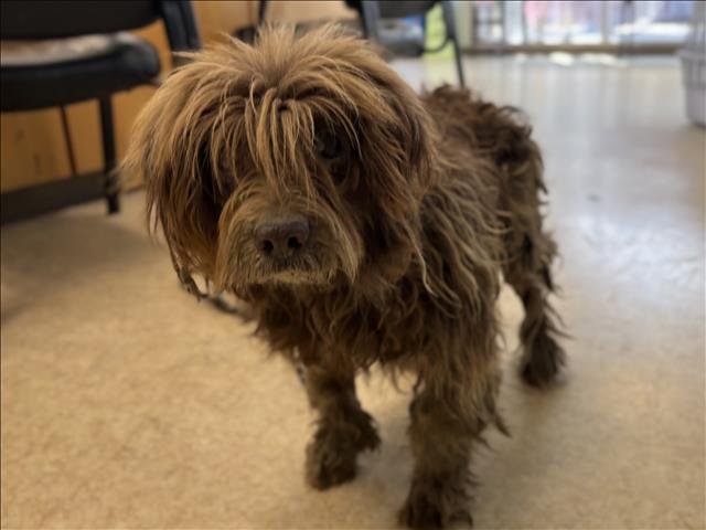 TOTO - Cocker Spaniel available for adoption