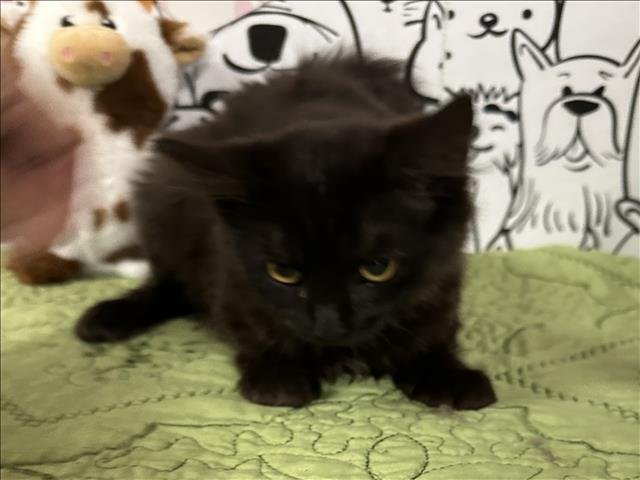 A2256060 - Domestic Medium Hair available for adoption