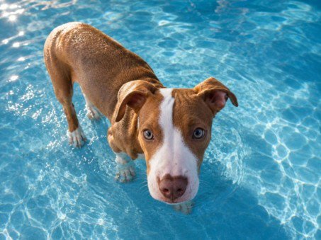MILLS - Pit Bull Terrier available for adoption