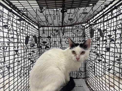 A2290086 - Domestic Short Hair available for adoption