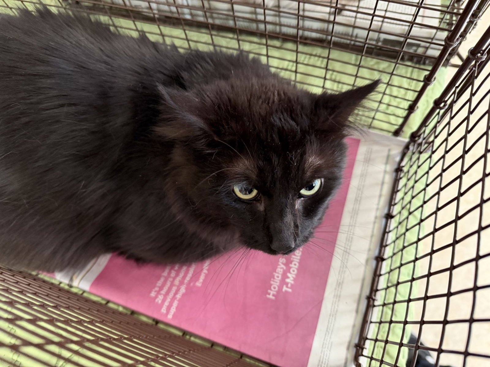 OZZY - Domestic Long Hair available for adoption