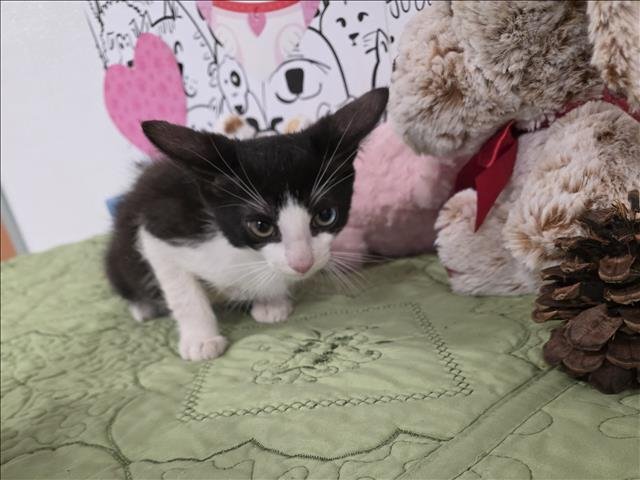 A2255591 - Domestic Short Hair available for adoption