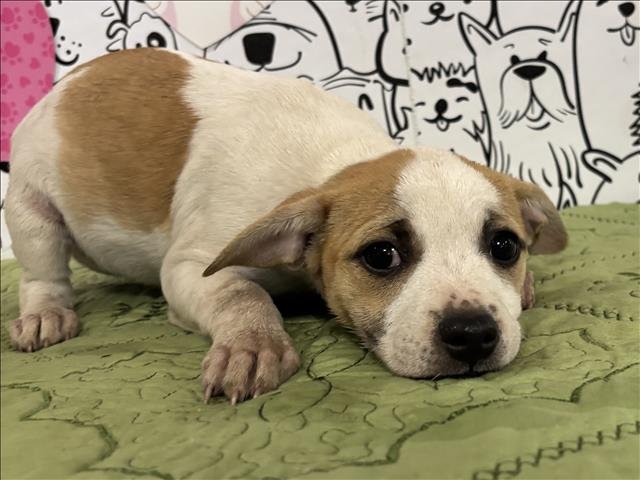 JUSTINE - Beagle / Papillon available for adoption