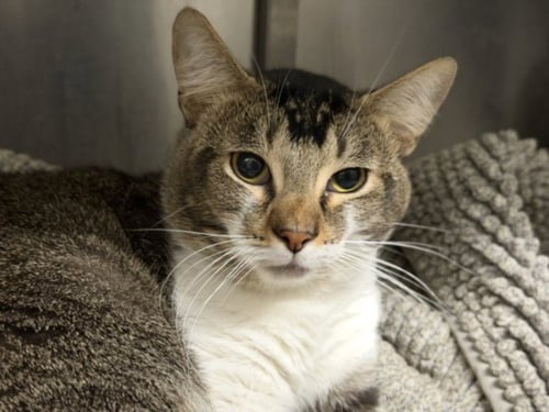 CHRIS - Domestic Short Hair available for adoption