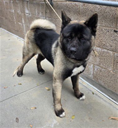 ONYX - Akita available for adoption