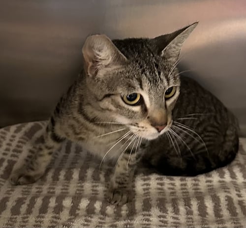 SARA - Domestic Short Hair available for adoption