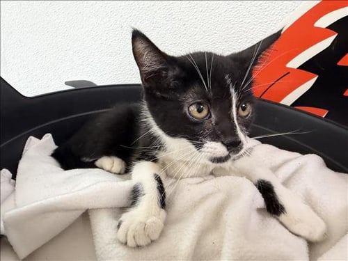 A2299843 - Domestic Short Hair available for adoption