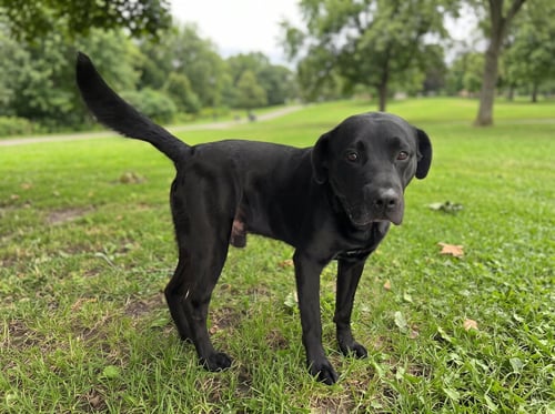 OZZIE - Labrador Retriever / Pit Bull Terrier available for adoption
