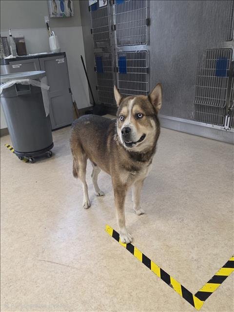 KYLO - Husky / Akita available for adoption