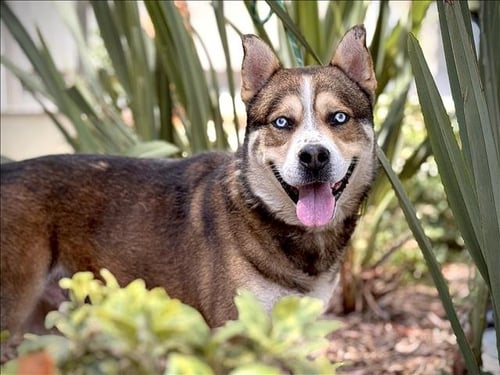 KYLO - Husky available for adoption