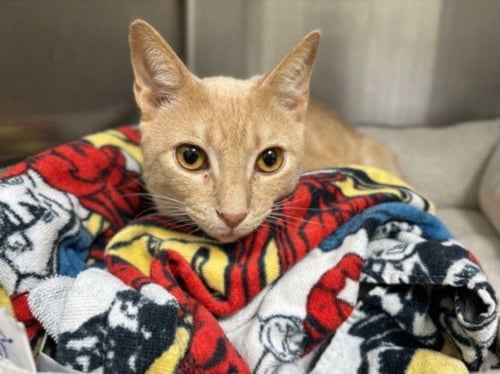 BIG MAN - Domestic Short Hair available for adoption
