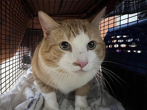 BIBBLE - Domestic Short Hair available for adoption