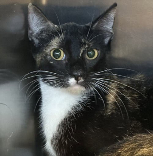 A2271155 - Domestic Short Hair available for adoption