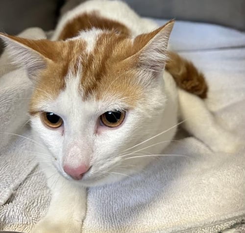 TOASTY - Domestic Short Hair available for adoption