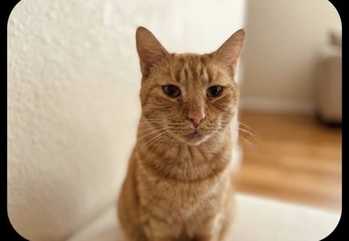 A2296741 - Domestic Short Hair available for adoption