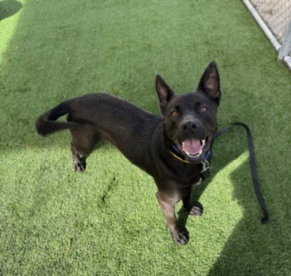 WILLOW - German Shepherd Dog available for adoption