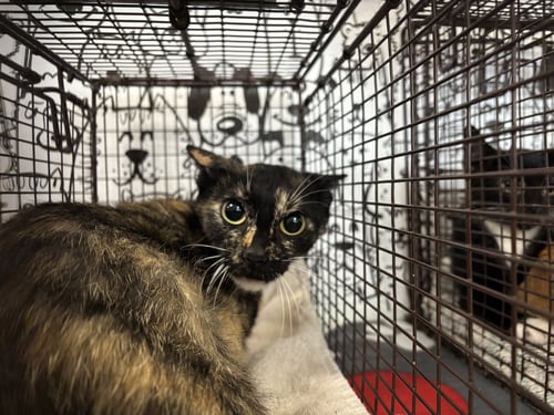 SIERRA - Domestic Short Hair available for adoption