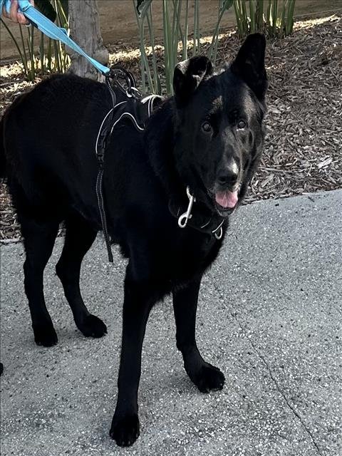 BLUE - German Shepherd Dog available for adoption