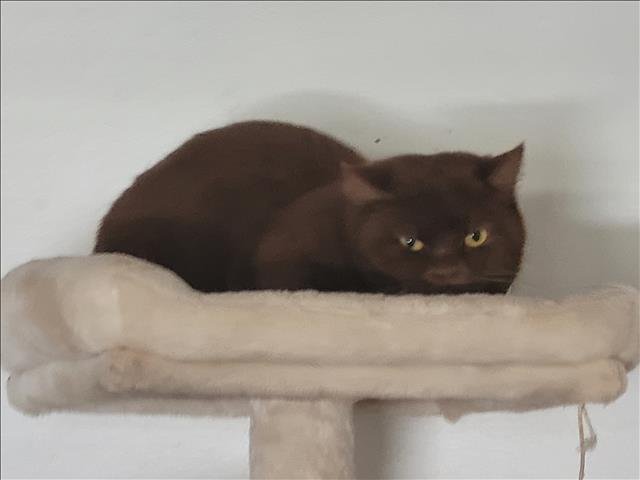 CEDAR - British Shorthair available for adoption