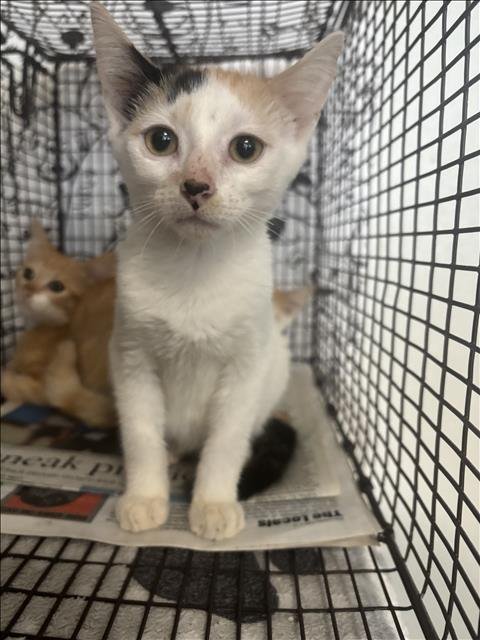 A2291812 - Domestic Short Hair available for adoption