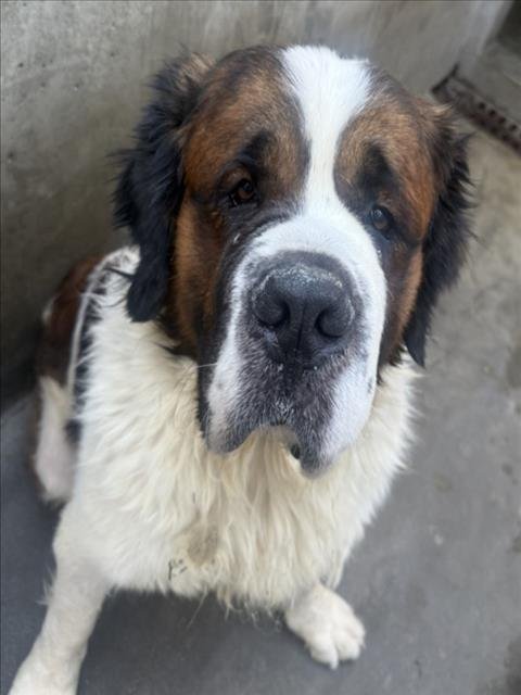 USAGI - Saint Bernard available for adoption
