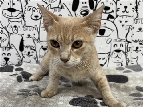 LUNA - Domestic Short Hair available for adoption