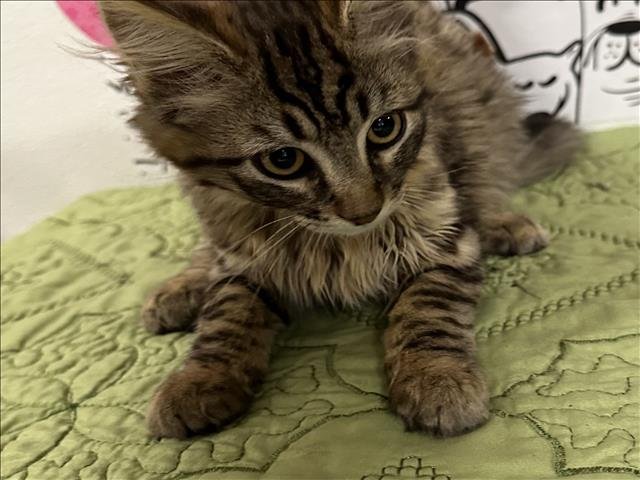 A2256062 - Domestic Medium Hair available for adoption