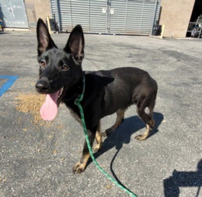 ZORRO - German Shepherd Dog available for adoption