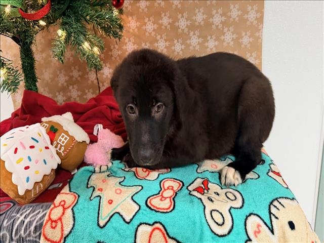 DOZER - Labrador Retriever available for adoption