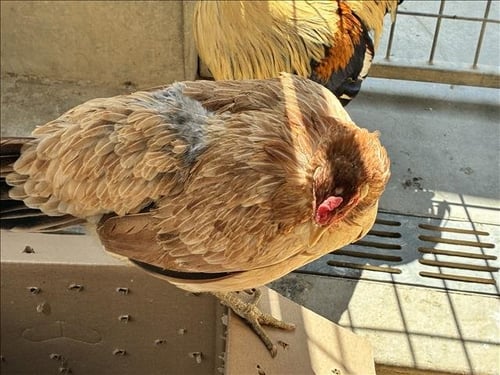 A2273220 - Chicken available for adoption