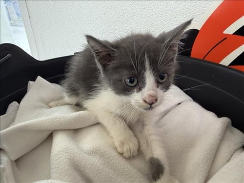 A2299842 - Domestic Short Hair available for adoption