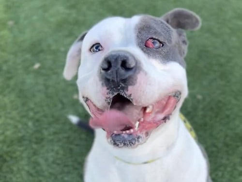 JUNIOR - American Pit Bull Terrier available for adoption