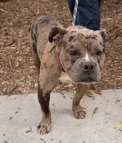 MOOSE - American Bulldog available for adoption