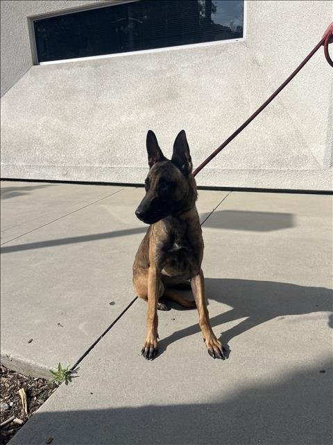 IRIS - Belgian Shepherd Malinois available for adoption