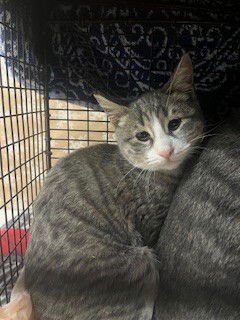 TOFU - Domestic Short Hair available for adoption