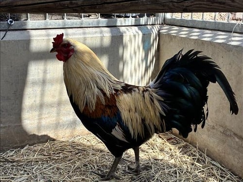 A2273222 - Chicken available for adoption