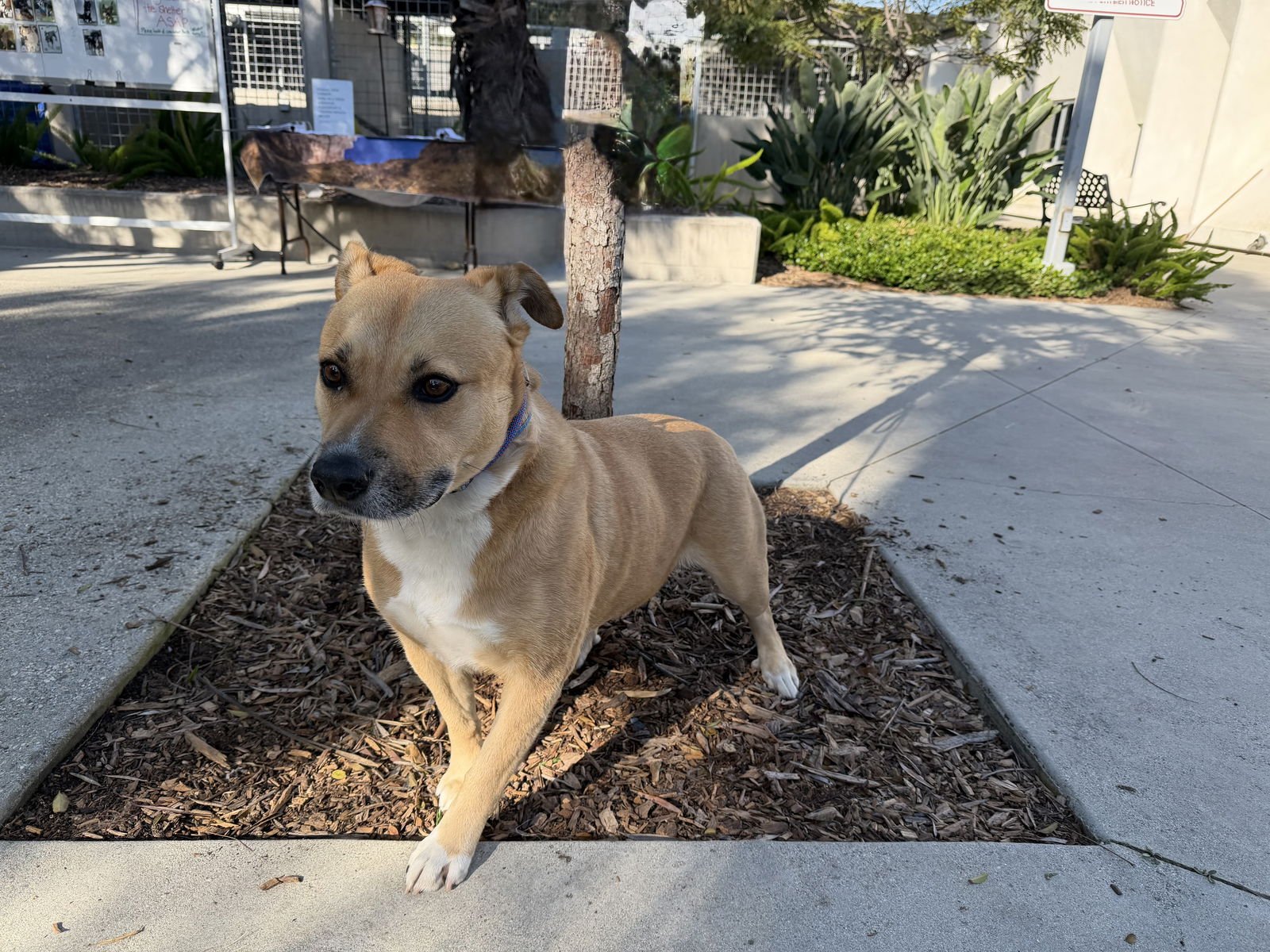 TINA - Labrador Retriever available for adoption