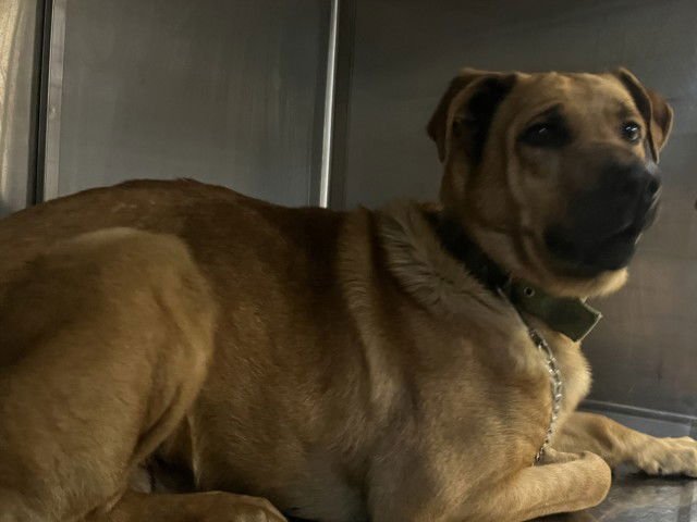 CHASE - German Shepherd Dog available for adoption