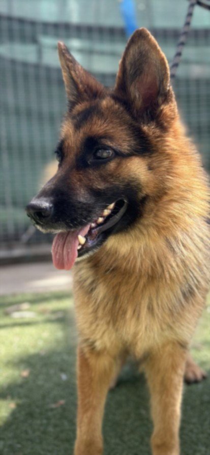 MINNOW - German Shepherd Dog available for adoption