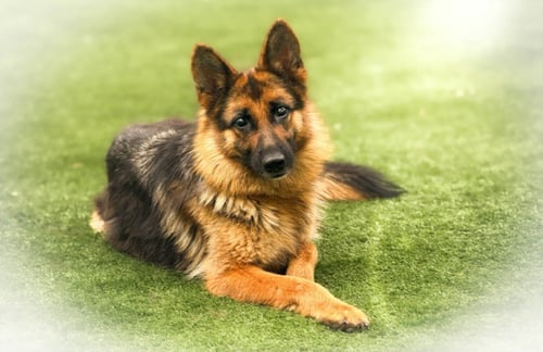 MINNOW - German Shepherd Dog available for adoption