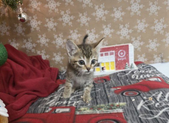 LIL B - Domestic Short Hair available for adoption