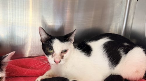A2294297 - Domestic Medium Hair available for adoption