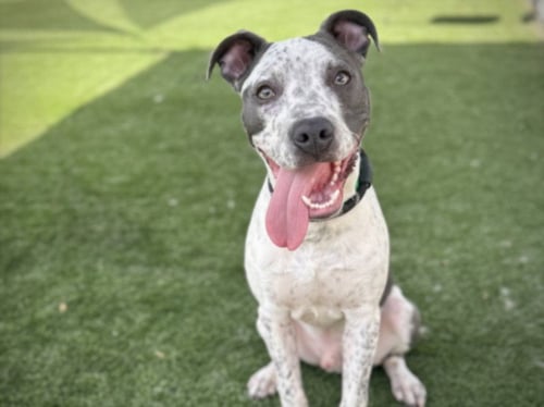 BANDIT - Pit Bull Terrier available for adoption