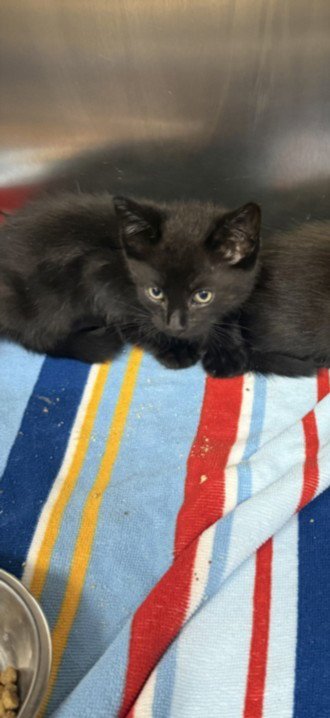 A2294336 - Domestic Short Hair available for adoption