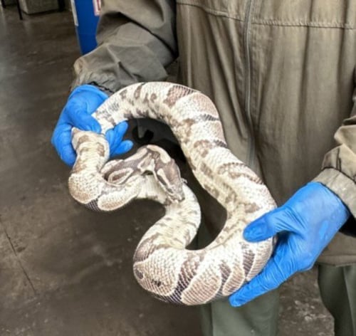 BALL PYTHON - Snake available for adoption